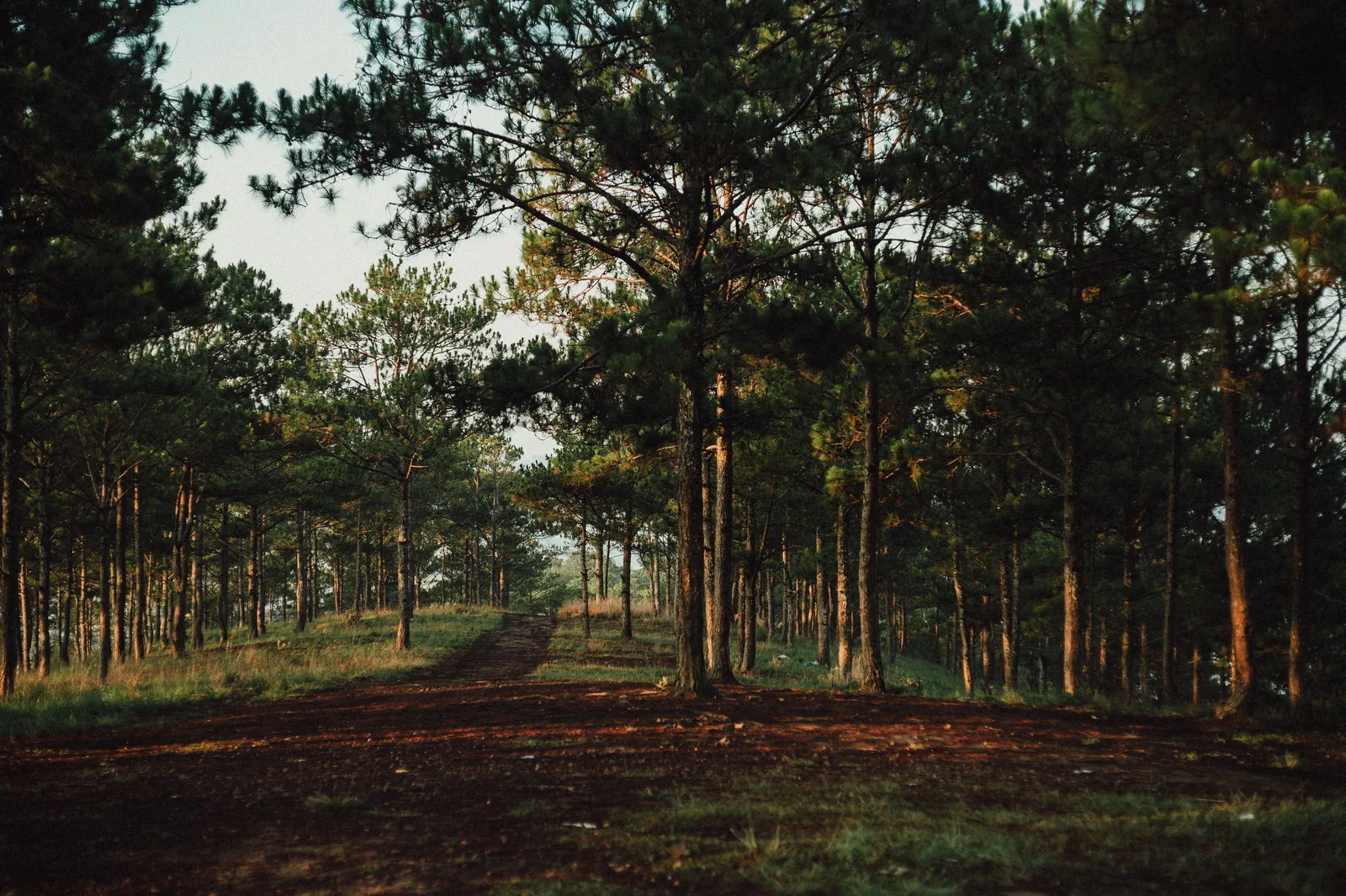 Chạy trail ở Đà Lạt & Tây Nguyên